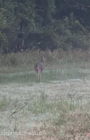 1979± Acre Hunting Plantation in White Castle, LA
