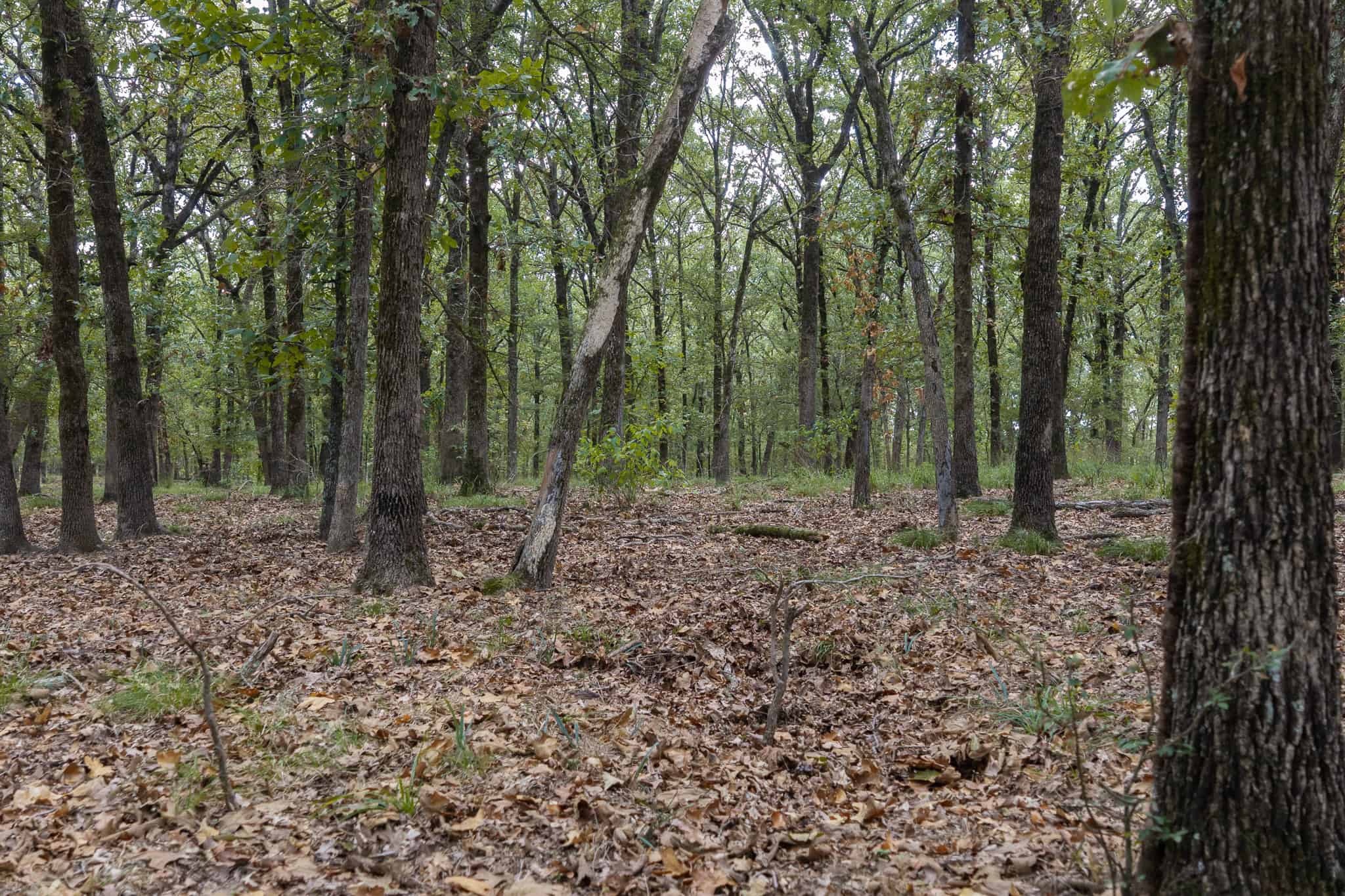126-Acre Recreational Ranch for Sale in Mineola Texas Wood County
