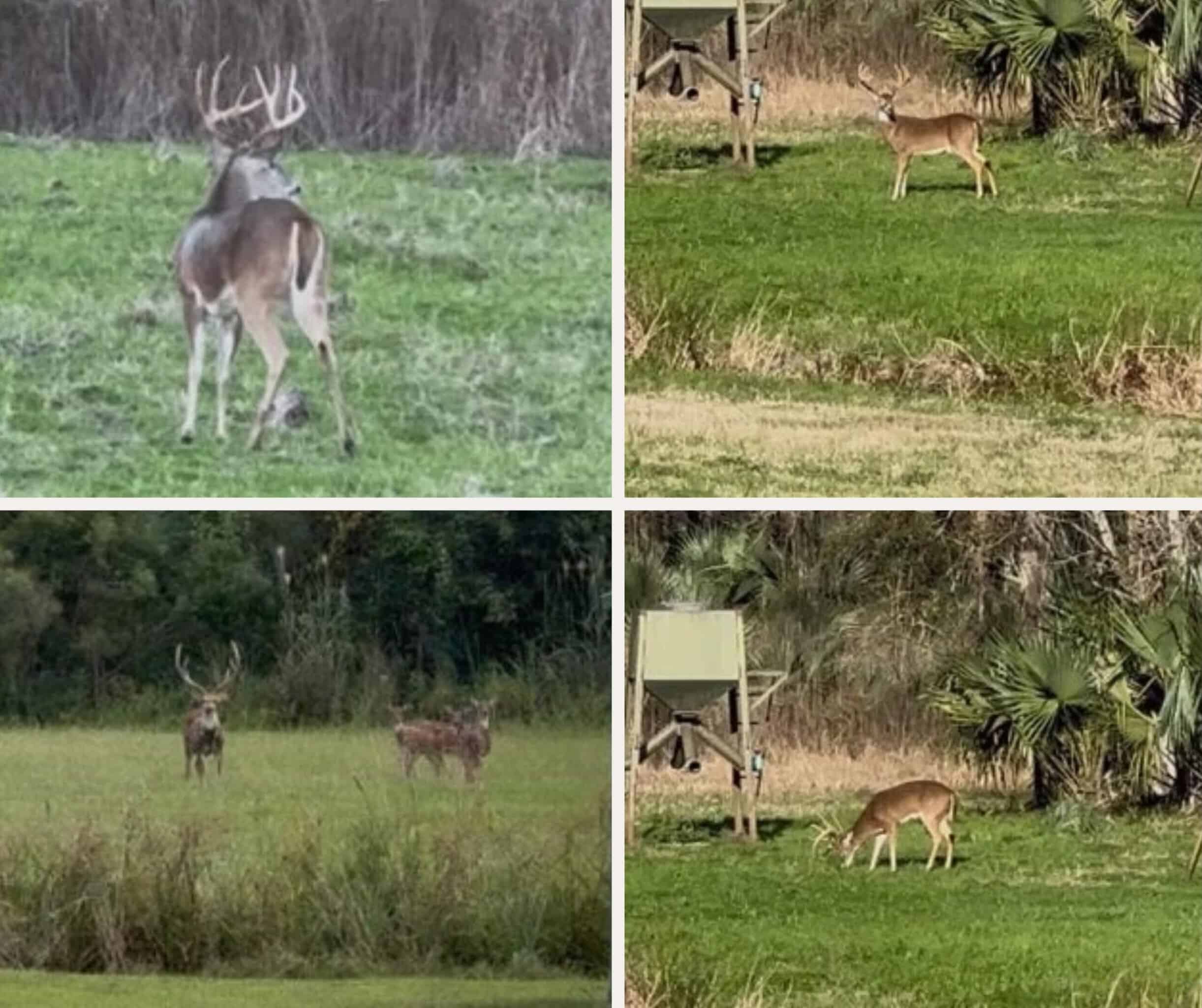 1979± Acre Hunting Plantation in White Castle, LA