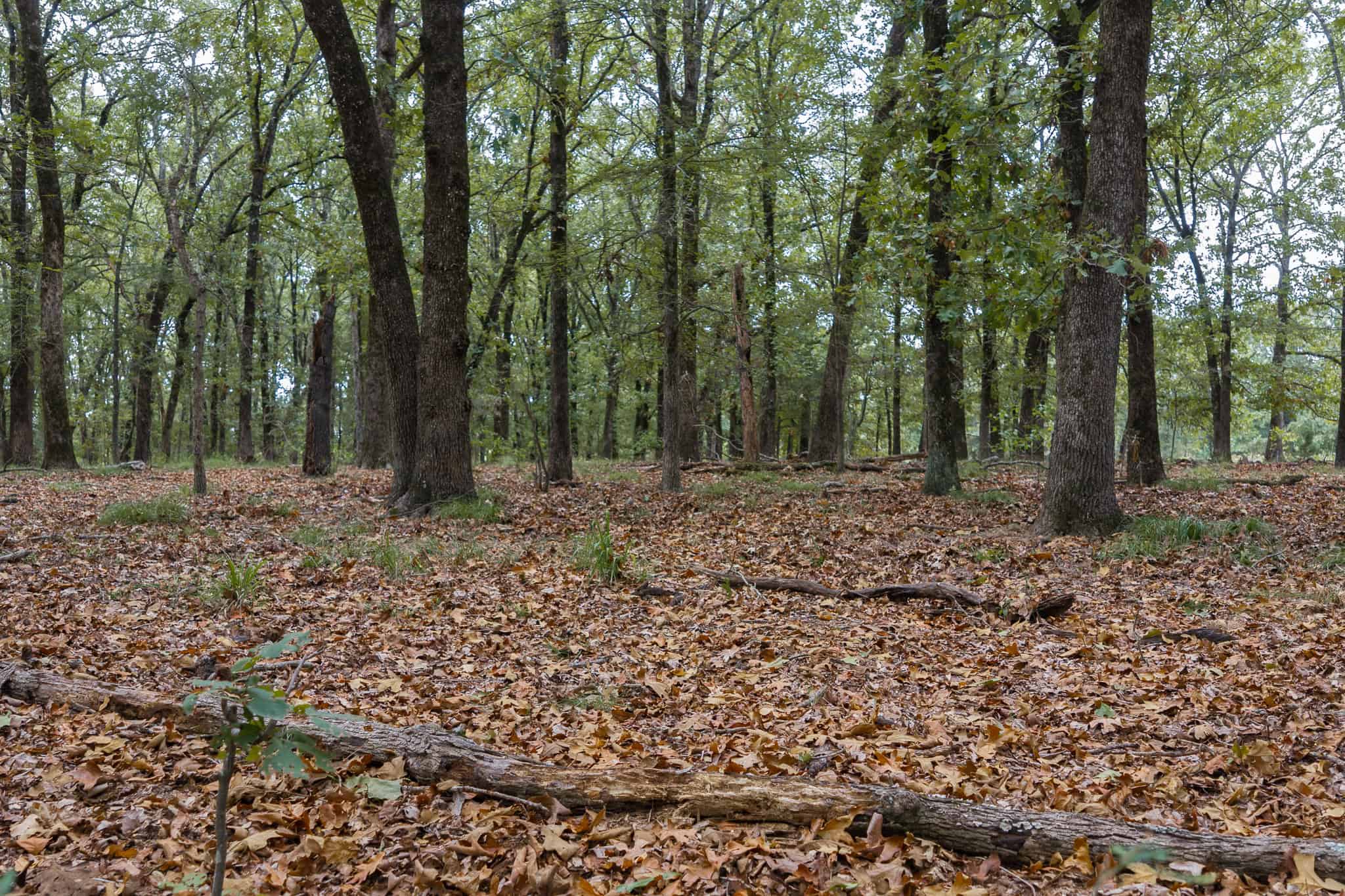 126-Acre Recreational Ranch for Sale in Mineola Texas Wood County