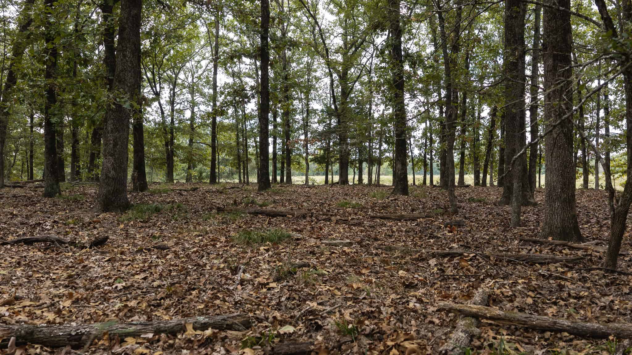 126-Acre Recreational Ranch for Sale in Mineola Texas Wood County