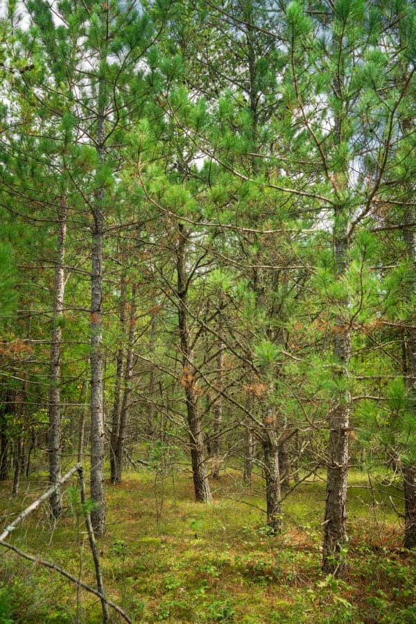 80± acres of heavily timbered recreational land featuring rolling terrain