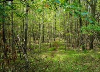 369± acres of premier recreational and hunting land in Eau Claire County
