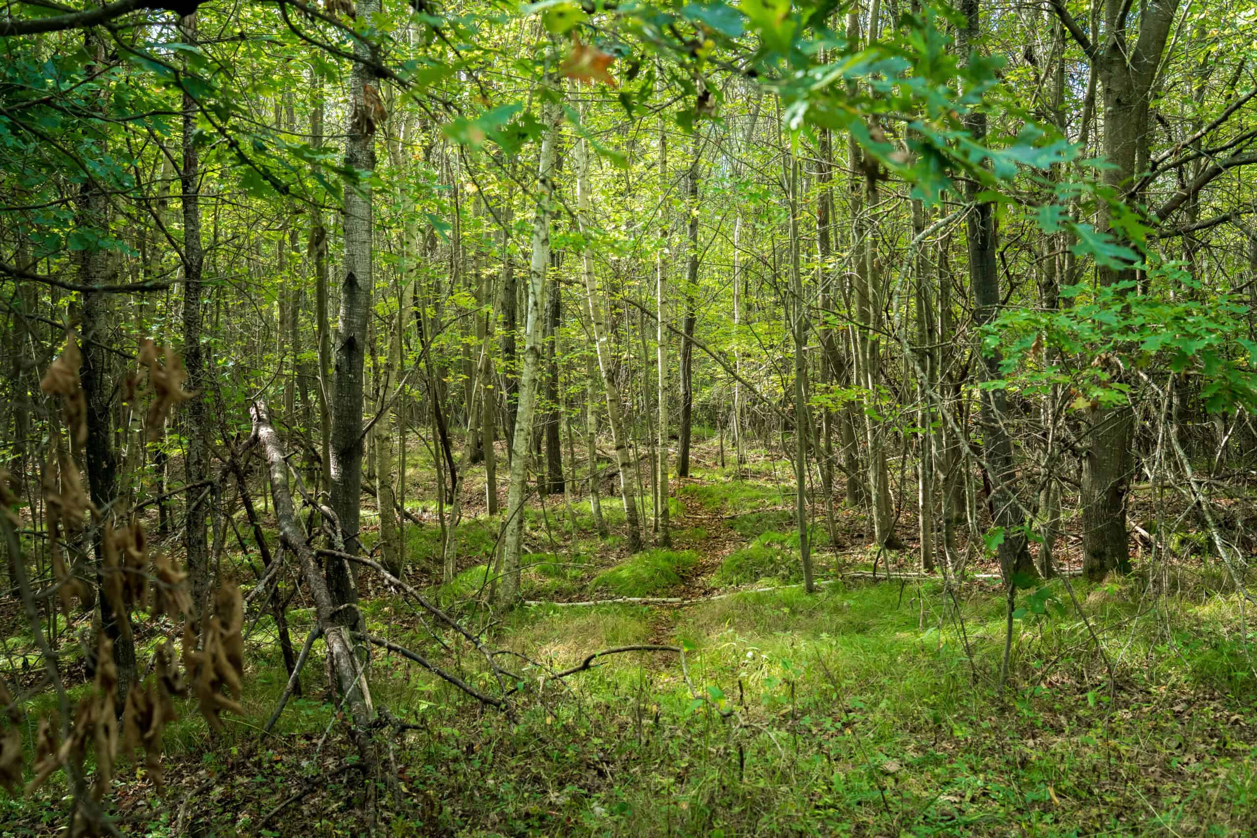 369± acres of premier recreational and hunting land in Eau Claire County