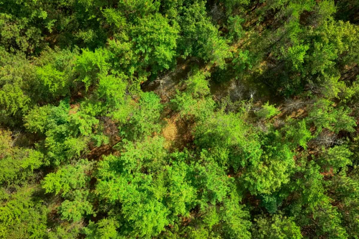 120± acres of heavily timbered hunting land in Eau Claire County