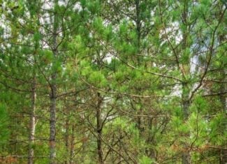 40± acres of timbered hunting and recreational land