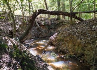 East Texas Recreational Land for Sale Gilmer TX Upshur County | Hunt & Timber