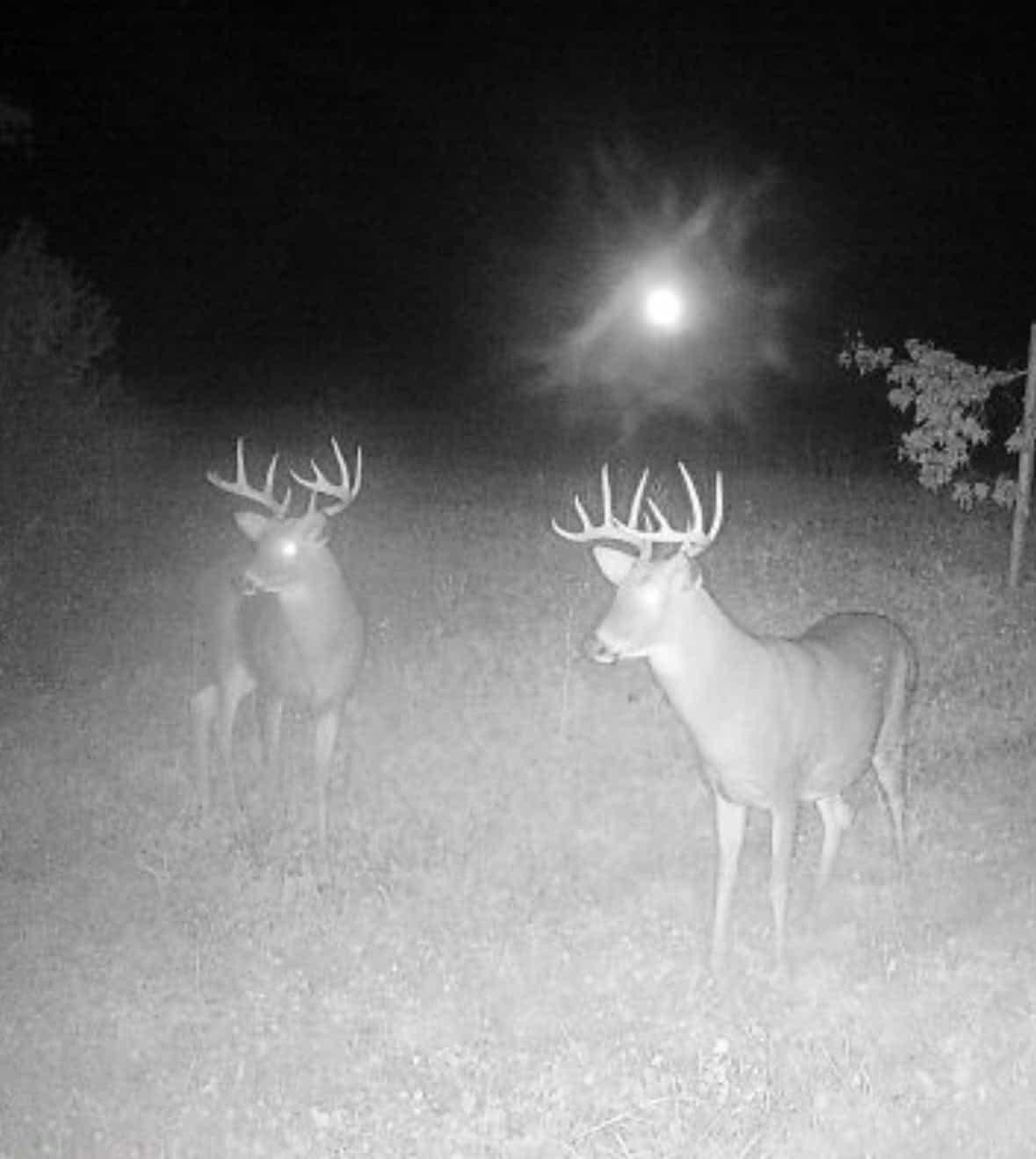 Turnkey 28± Acre Hunting Property Near Melrose, Wisconsin