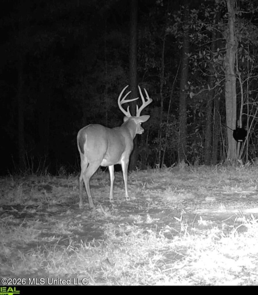 43± Acre Hunting Property in Amite County, MS