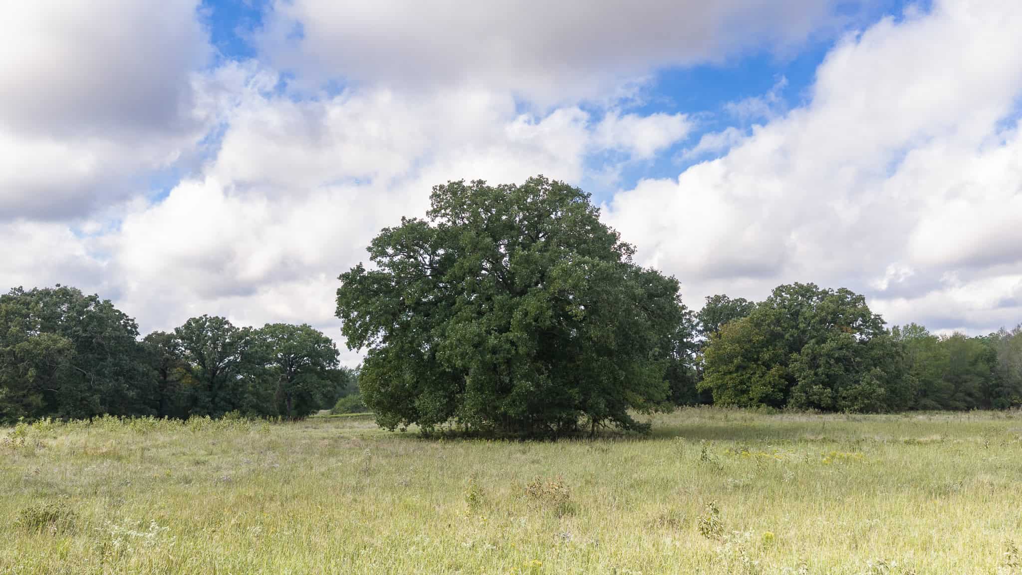 126-Acre Recreational Ranch for Sale in Mineola Texas Wood County