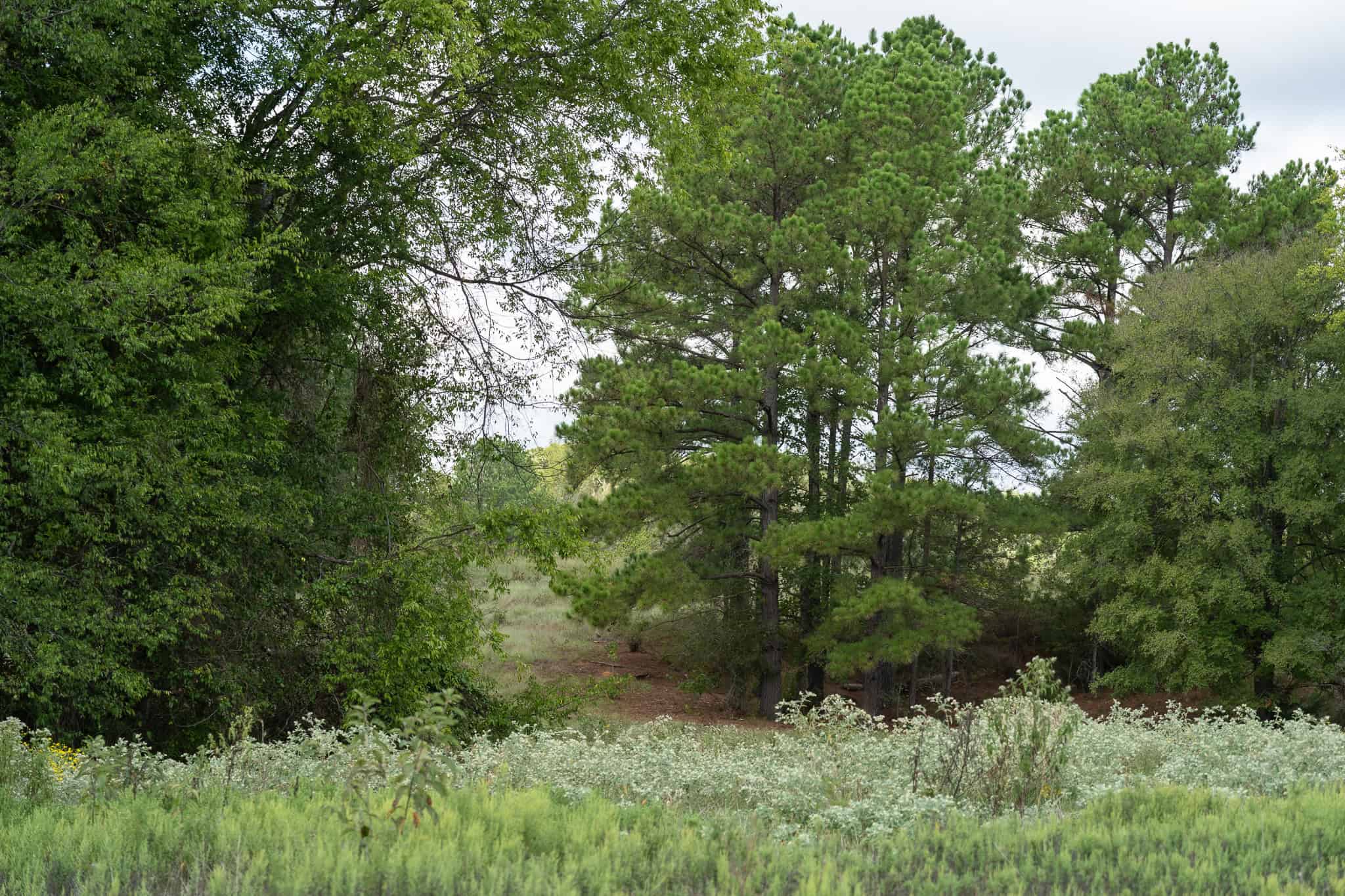126-Acre Recreational Ranch for Sale in Mineola Texas Wood County