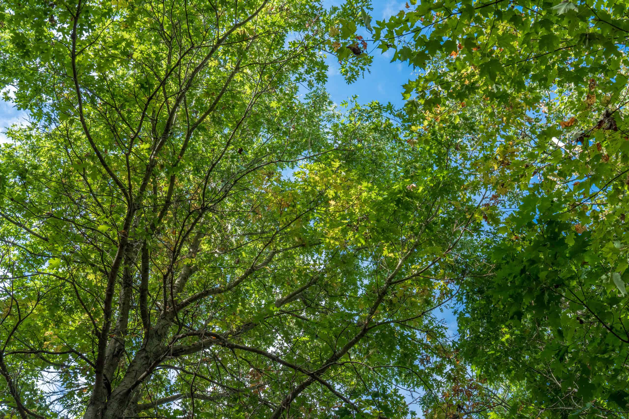 369± acres of premier recreational and hunting land in Eau Claire County