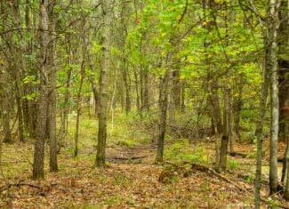 120± acres of heavily timbered hunting land in Eau Claire County
