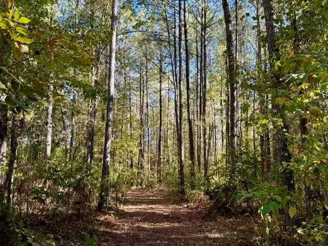 63 Acres Land For Sale Near Starkville MS