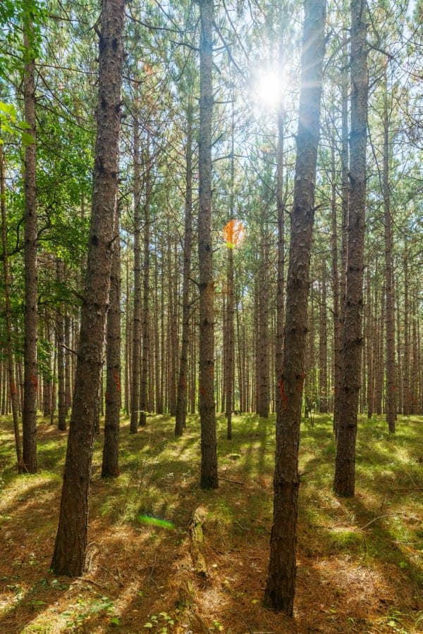 80 +/- Acres in Augusta Wisconsin