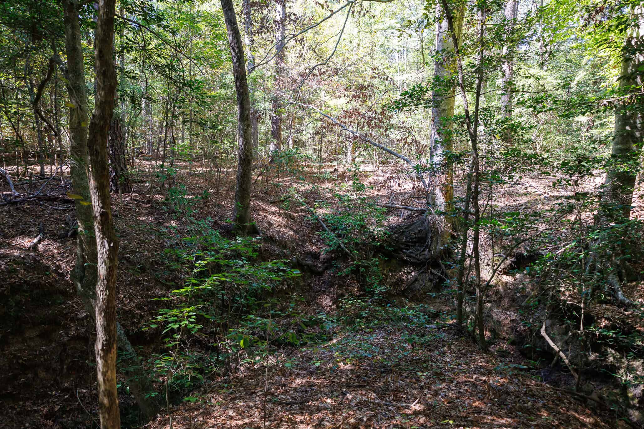 East Texas Recreational Land for Sale Gilmer TX Upshur County | Hunt & Timber