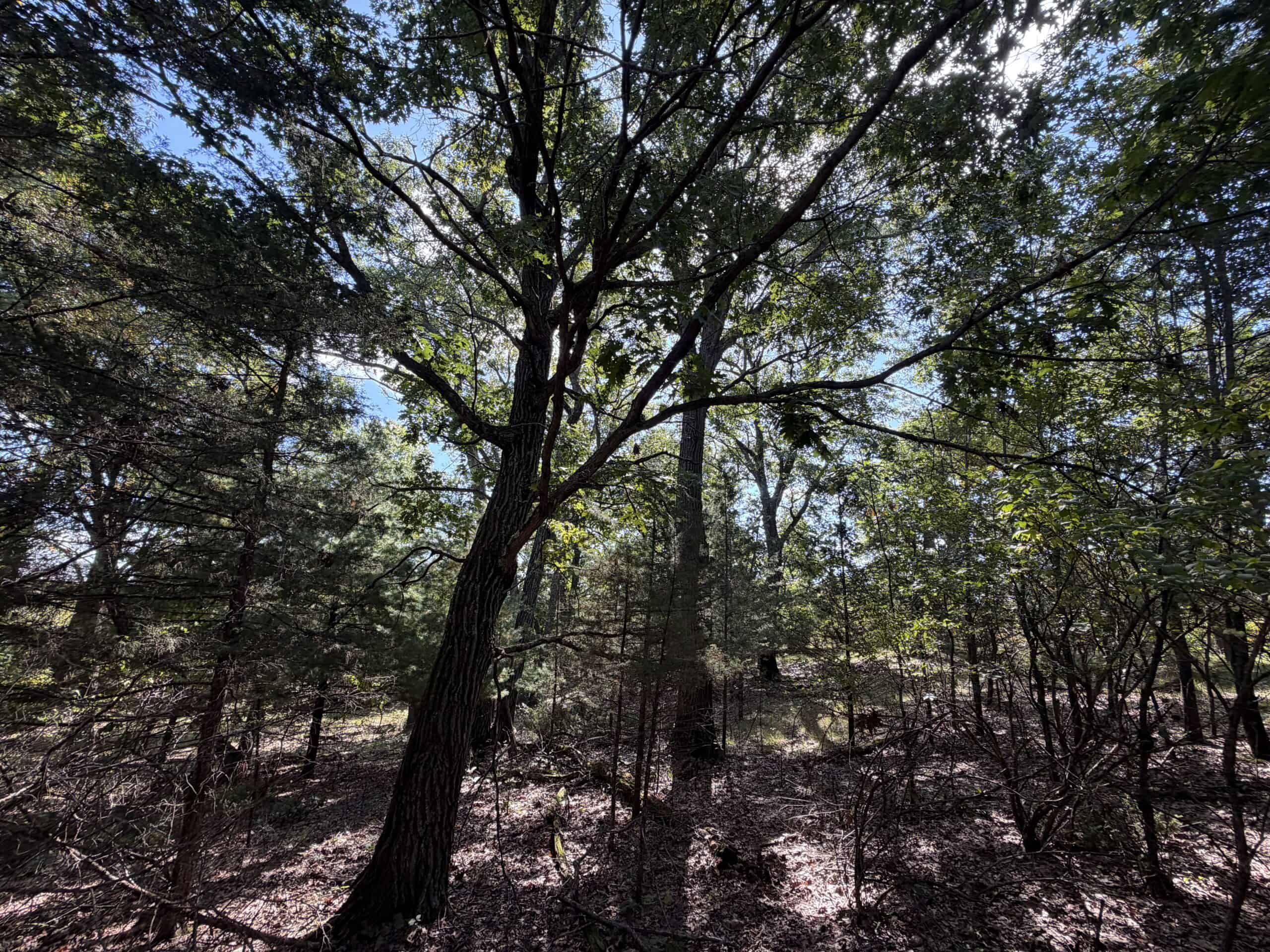 Buildable Hunting and Rec Property in Marquette County WI