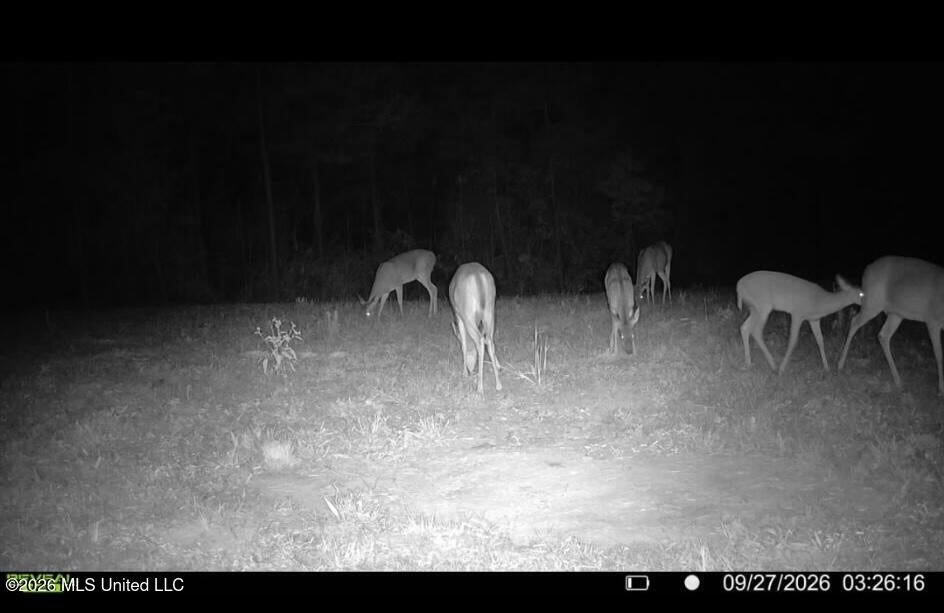 43± Acre Hunting Property in Amite County, MS