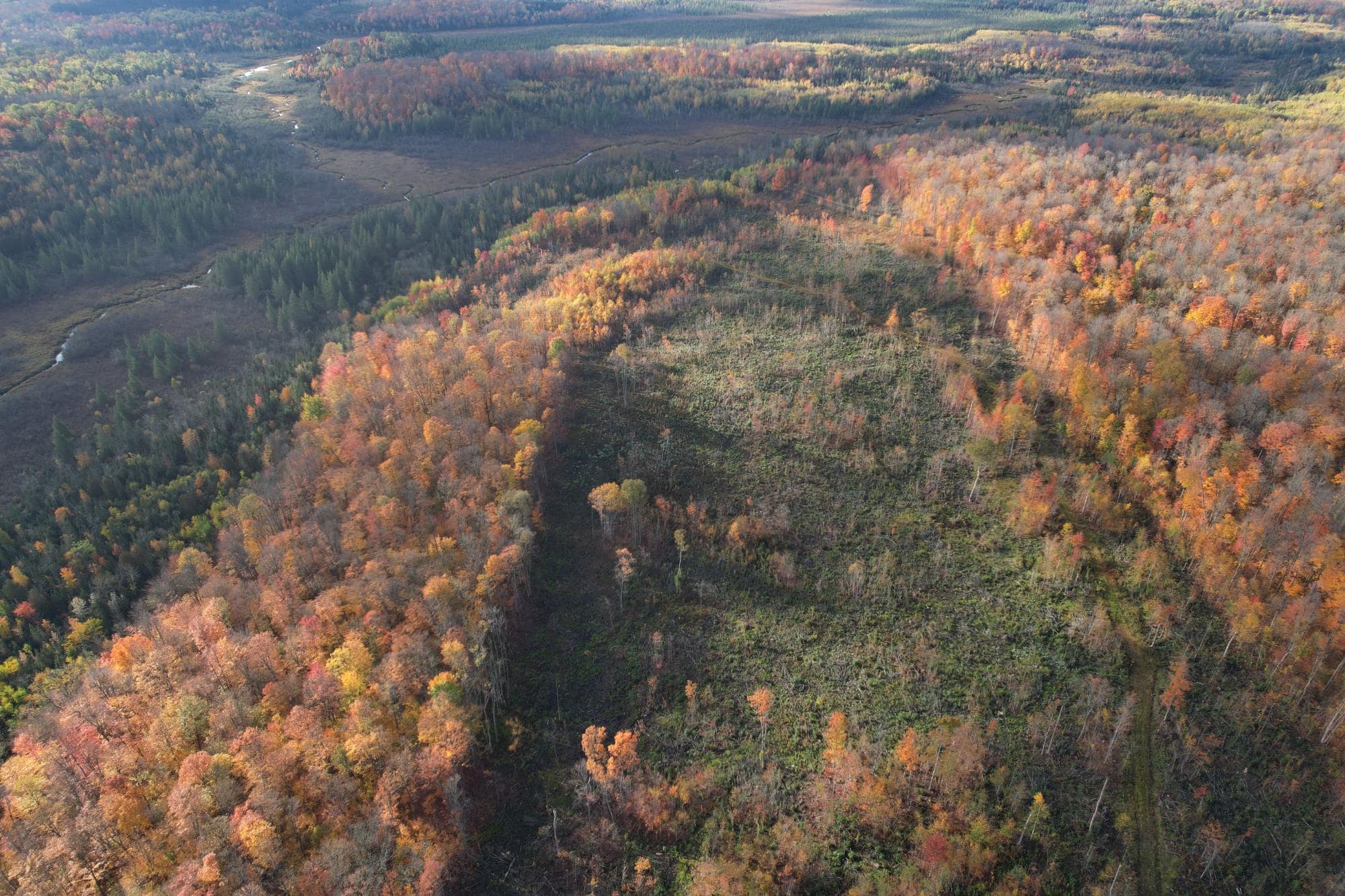 160 ± Acre Hunting Land with Camp Site Near Butternut, WI