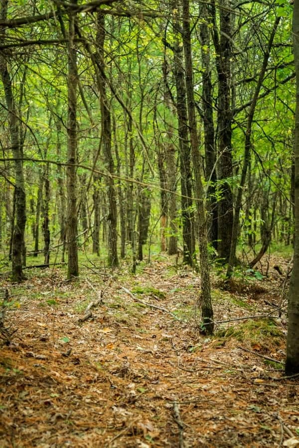 120± acres of heavily timbered hunting land in Eau Claire County