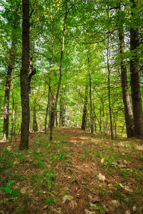 80 +/- Acres in Augusta Wisconsin
