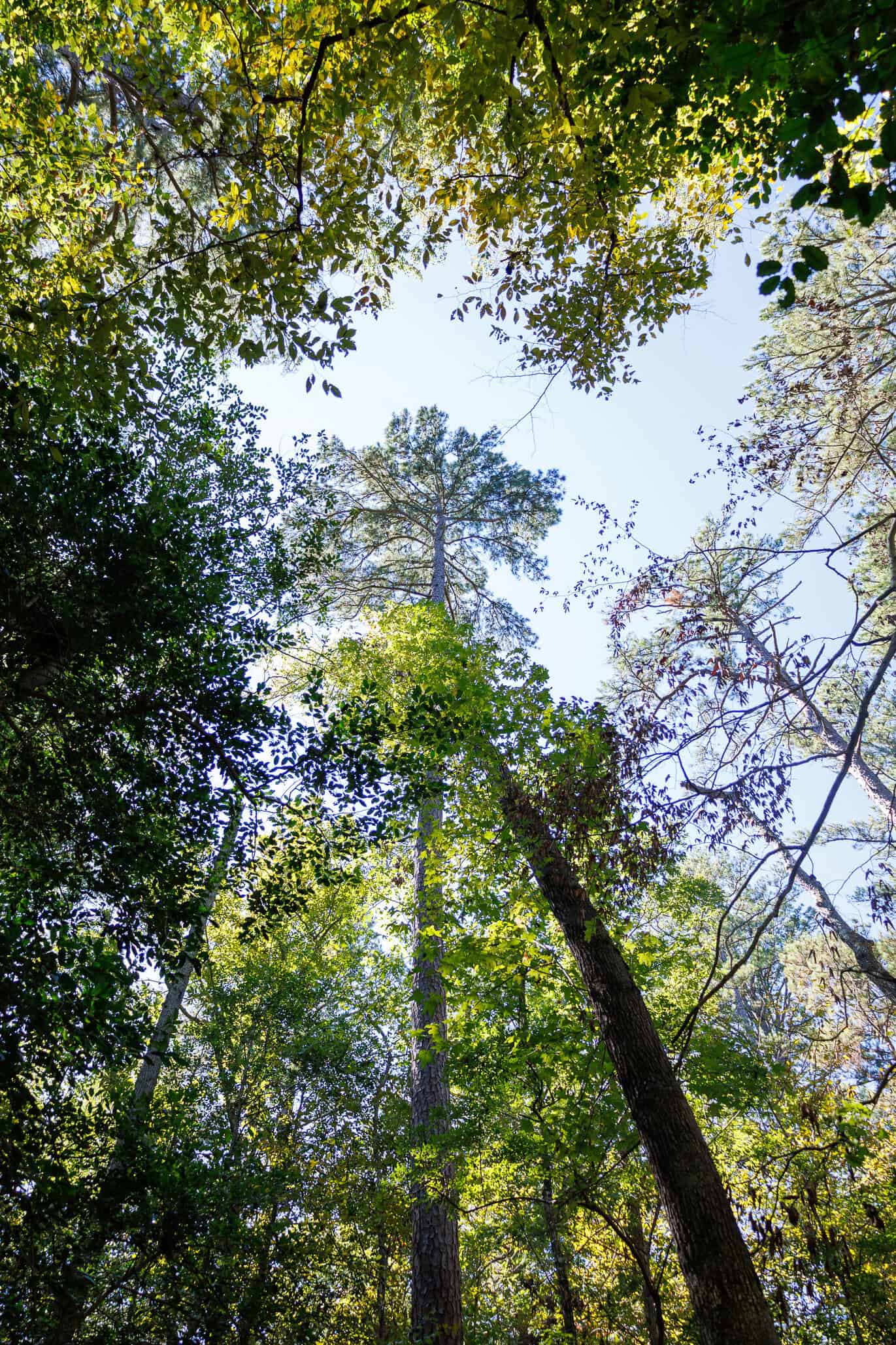 East Texas Recreational Land for Sale Gilmer TX Upshur County | Hunt & Timber