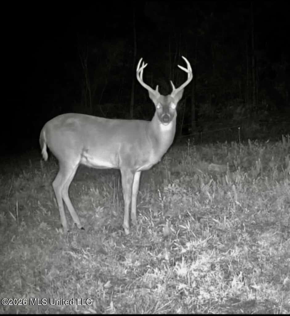 43± Acre Hunting Property in Amite County, MS