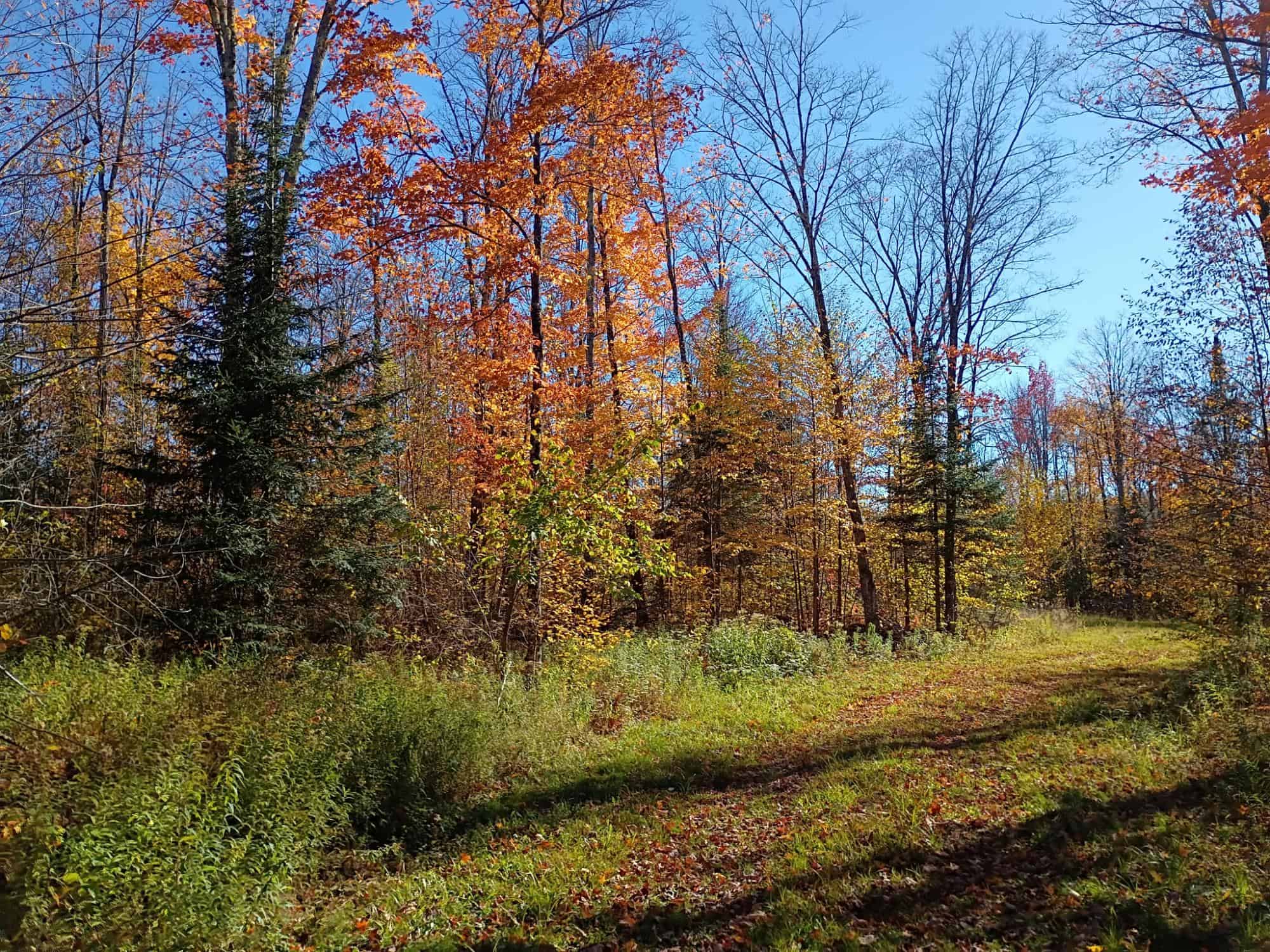 160 ± Acre Hunting Land with Camp Site Near Butternut, WI