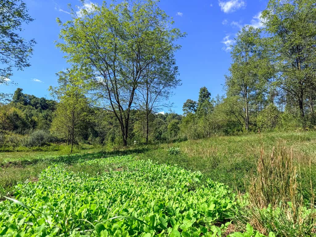 Blankenship Acres | 216 Acres in Virginia’s Elk Country
