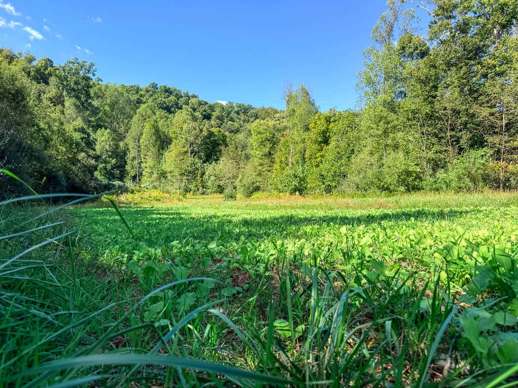 Blankenship Acres | 216 Acres in Virginia’s Elk Country