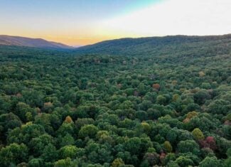 66 Acres of Mountain Paradise Bordering National Forest!