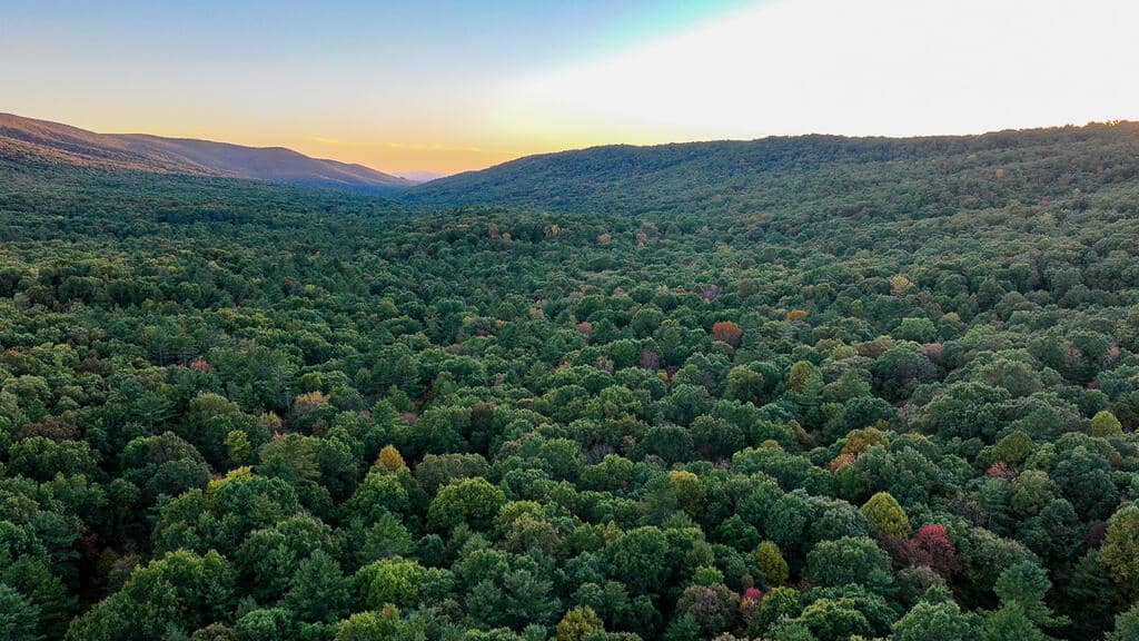 66 Acres of Mountain Paradise Bordering National Forest!