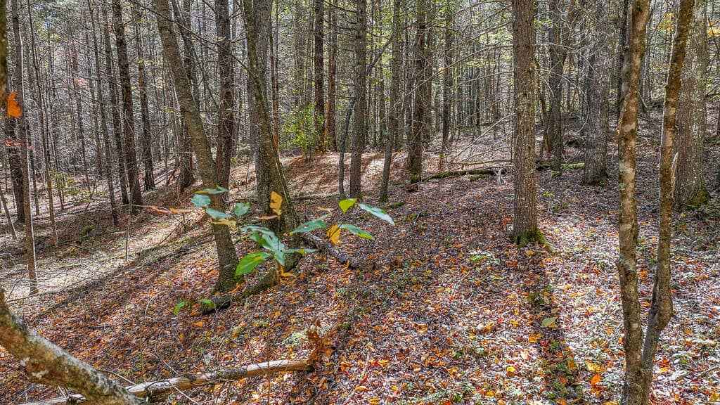 66 Acres of Mountain Paradise Bordering National Forest!