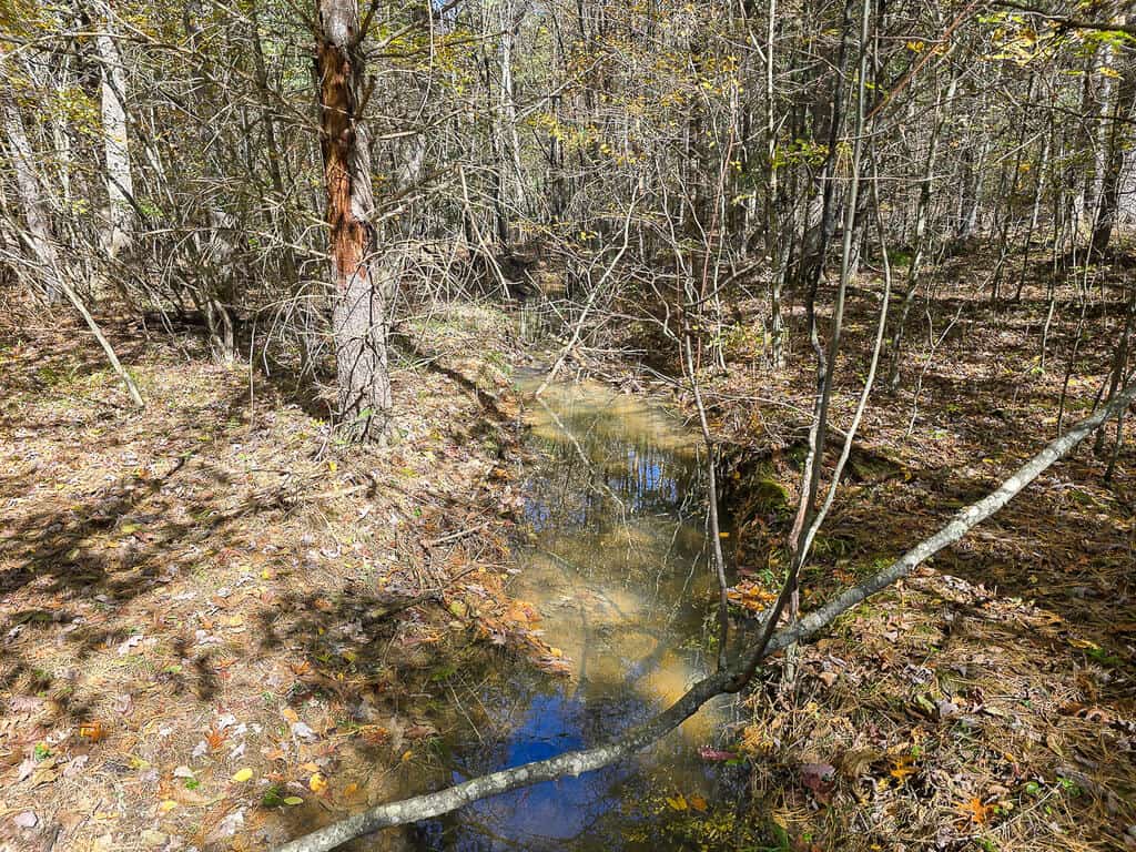 66 Acres of Mountain Paradise Bordering National Forest!