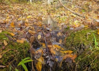 66 Acres of Mountain Paradise Bordering National Forest!