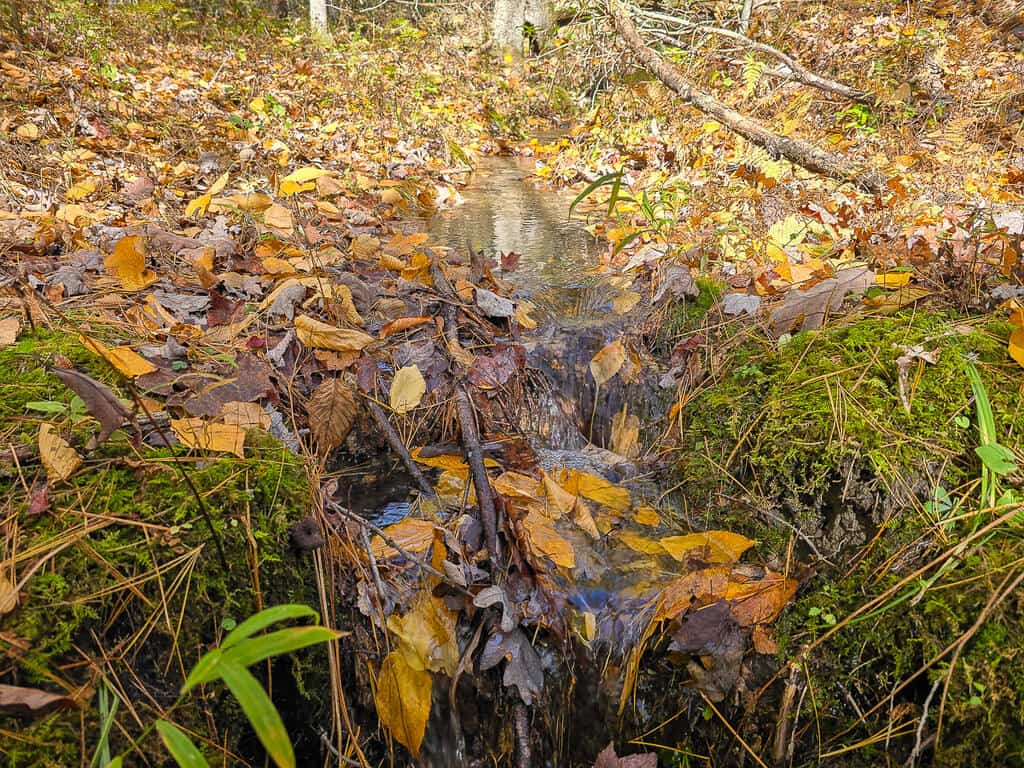 66 Acres of Mountain Paradise Bordering National Forest!