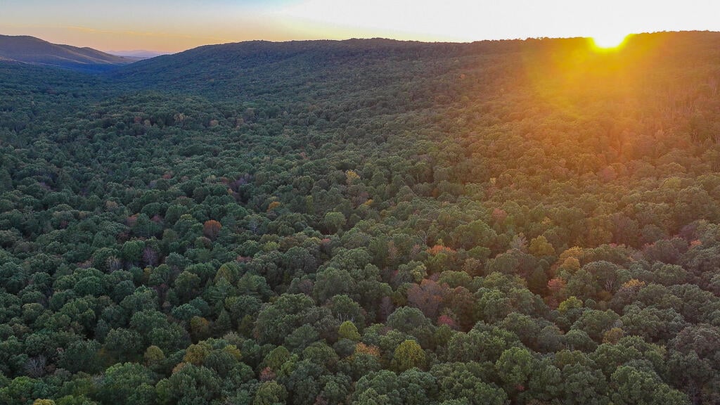 66 Acres of Mountain Paradise Bordering National Forest!
