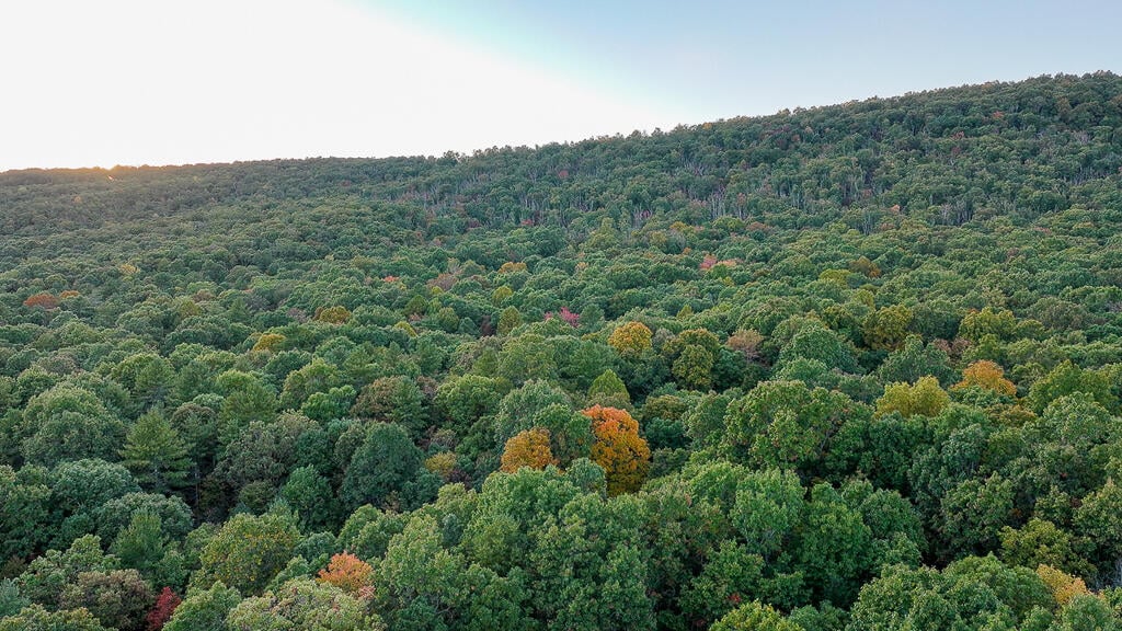 66 Acres of Mountain Paradise Bordering National Forest!