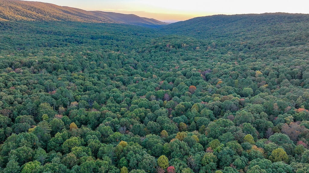 66 Acres of Mountain Paradise Bordering National Forest!