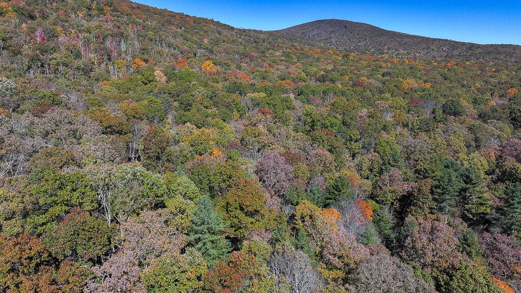 66 Acres of Mountain Paradise Bordering National Forest!