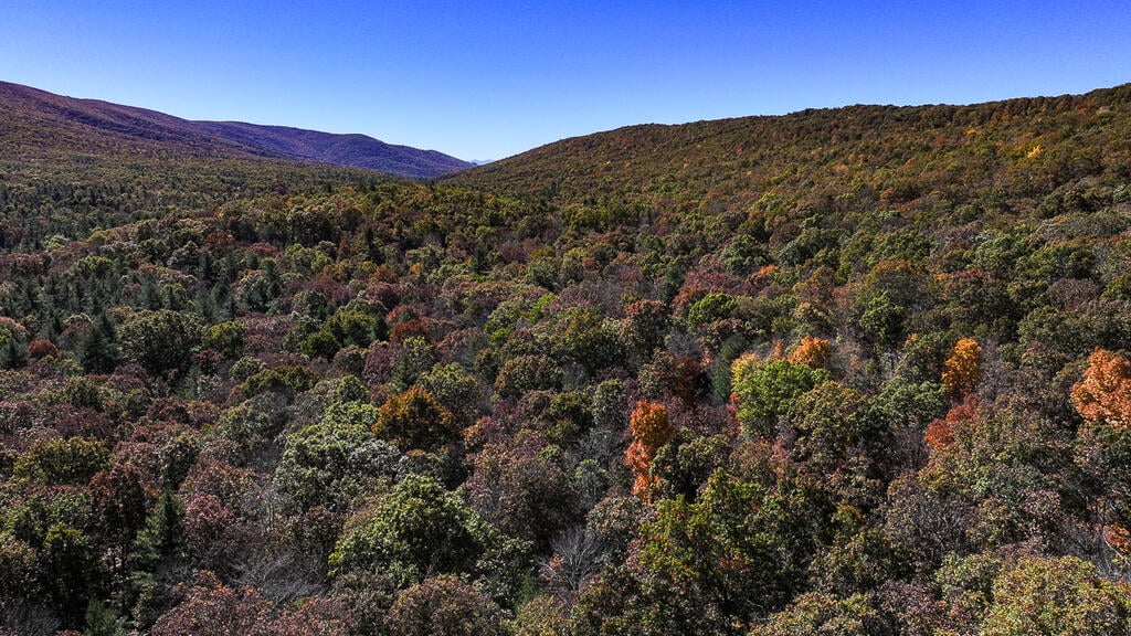 66 Acres of Mountain Paradise Bordering National Forest!