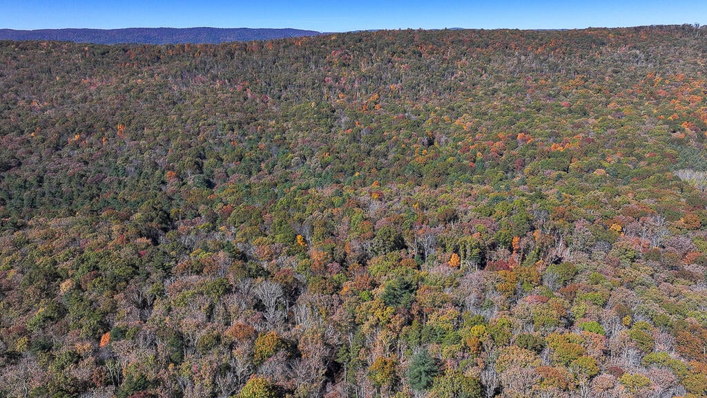 66 Acres of Mountain Paradise Bordering National Forest!