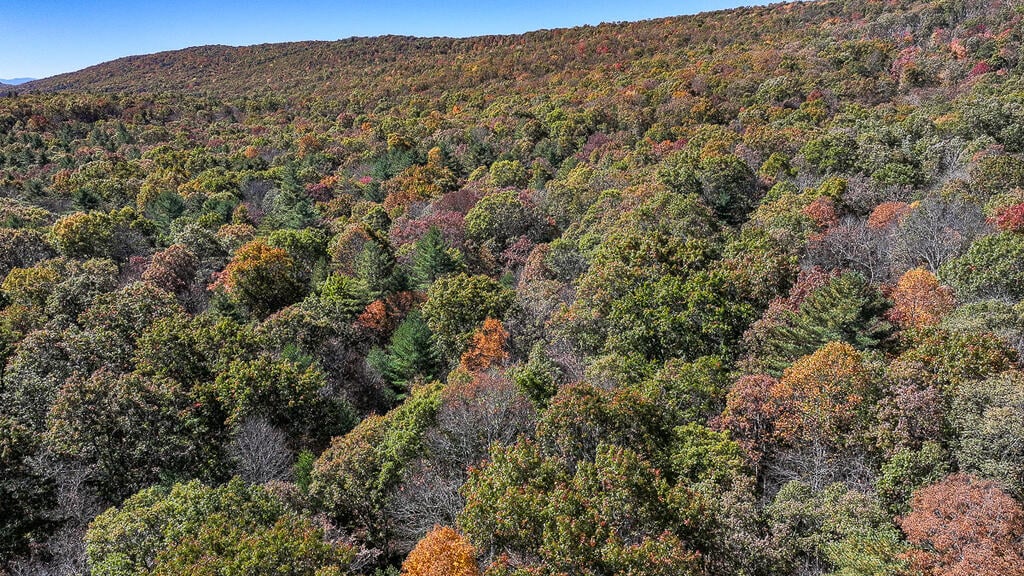 66 Acres of Mountain Paradise Bordering National Forest!