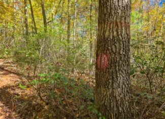 66 Acres of Mountain Paradise Bordering National Forest!