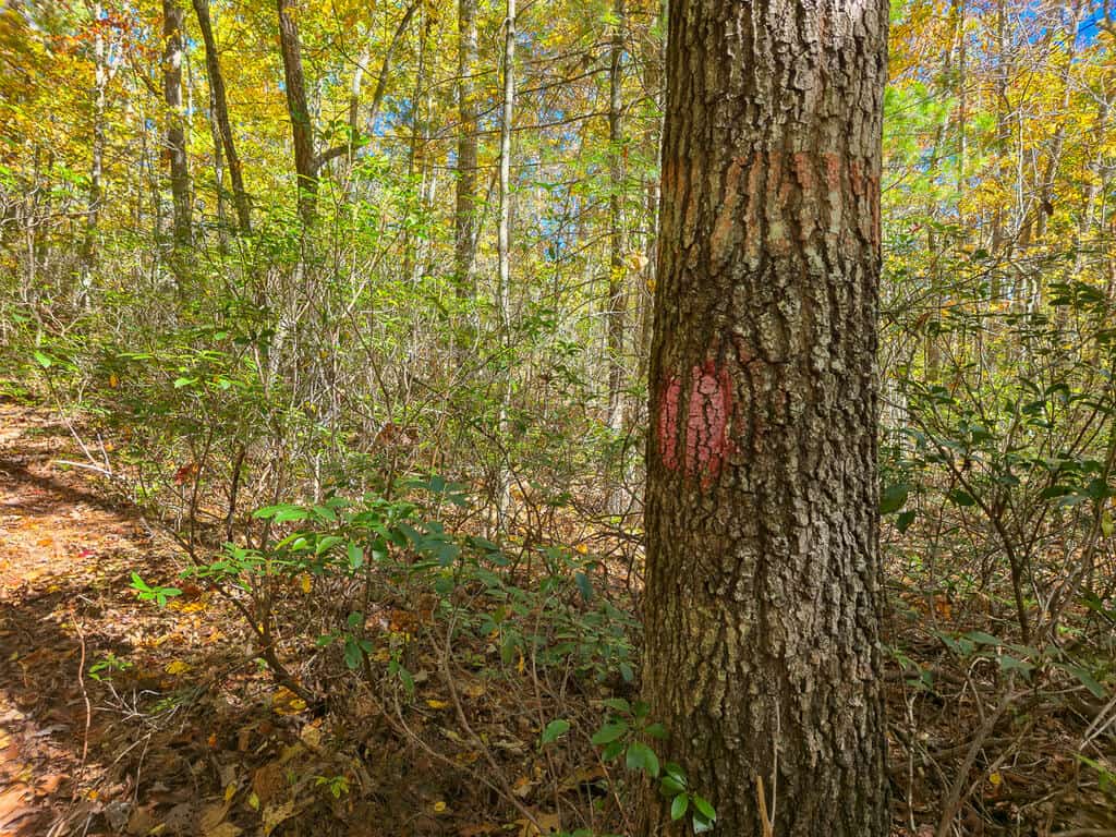 66 Acres of Mountain Paradise Bordering National Forest!