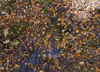 66 Acres of Mountain Paradise Bordering National Forest!