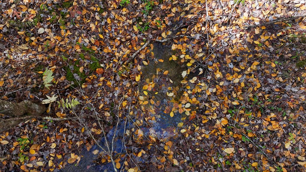 66 Acres of Mountain Paradise Bordering National Forest!