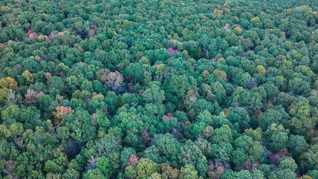 66 Acres of Mountain Paradise Bordering National Forest!