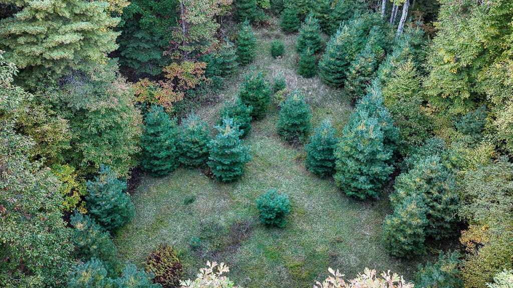 66 Acres of Mountain Paradise Bordering National Forest!