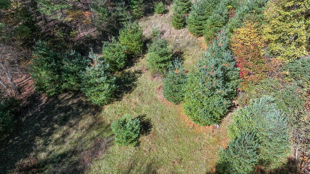 66 Acres of Mountain Paradise Bordering National Forest!
